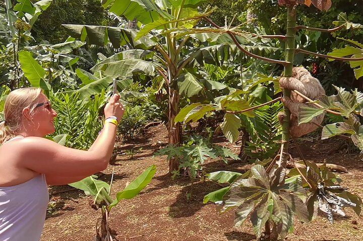4 in 1 Sloth Encounter, Rio Celeste, Waterfalls, Rainforest tour