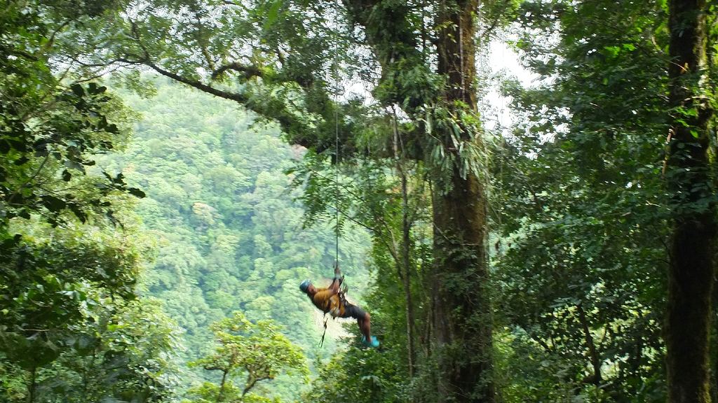 A zipline platform built into the trees on a canopy course in the Costa Rican forest