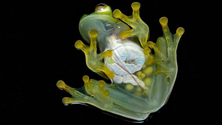 A glass frog on a glass