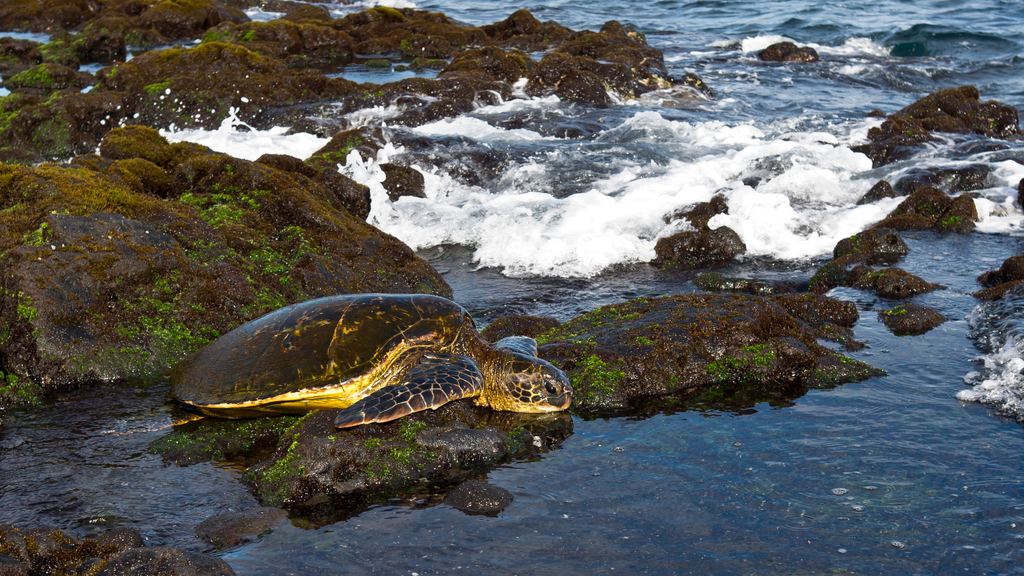 A Hawaiian green sea turtle basking on the black sand of Punaluʻu beach