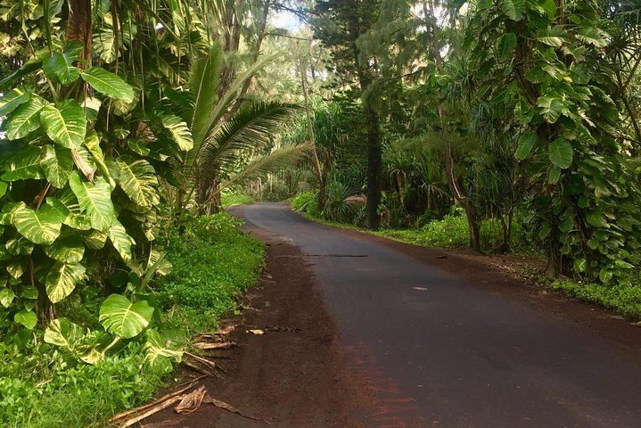 A jungle road to adventure!
