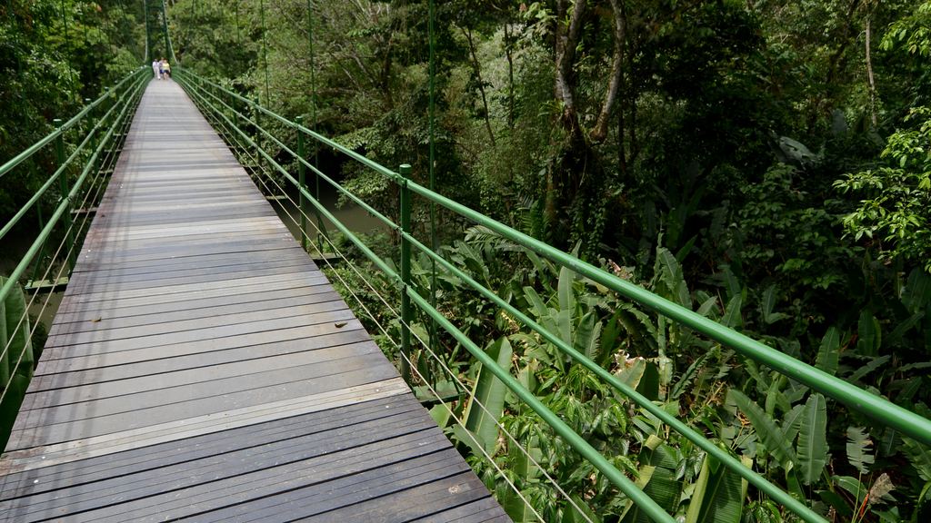 A wide slow river running through lowland rainforest in Costa Rica