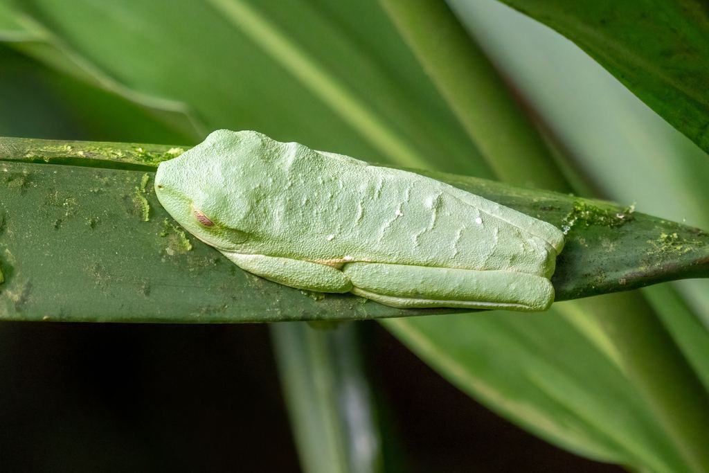 A red-eyed tree frog resting under a leaf in the rainforest near Arenal, Costa Rica, the animal night walks look for