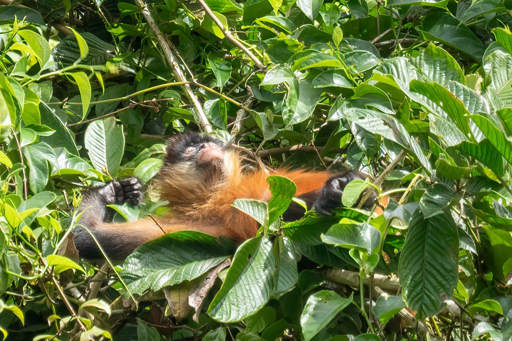 A Geoffroy's spider monkey in the canopy near Arenal, Costa Rica, one of the animals seen from the river floats