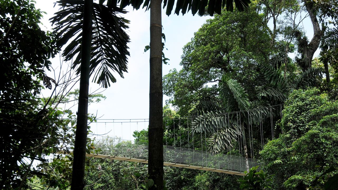 A long suspension bridge crossing a rainforest ravine at the Arenal hanging bridges near La Fortuna, Costa Rica
