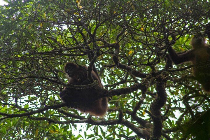 Afternoon Arenal Volcano Tour & Natural Hot Springs River