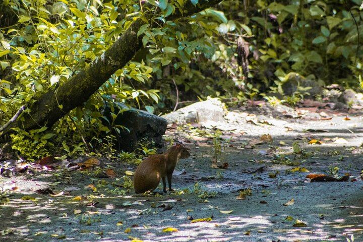 Afternoon Arenal Volcano Tour & Natural Hot Springs River