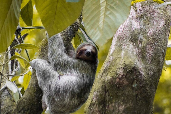 Afternoon Arenal Volcano Tour & Natural Hot Springs River