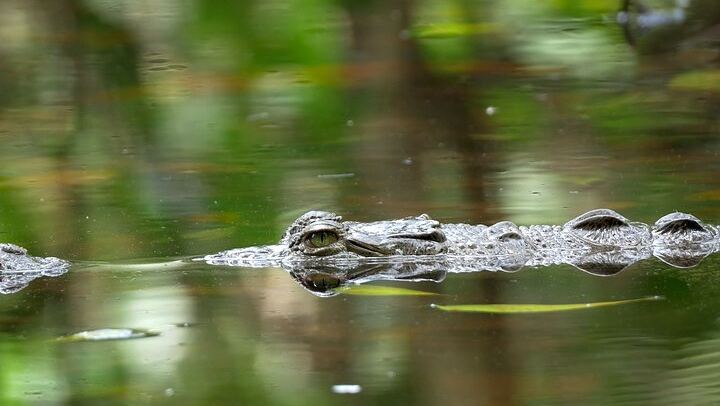 Alligator Sighting