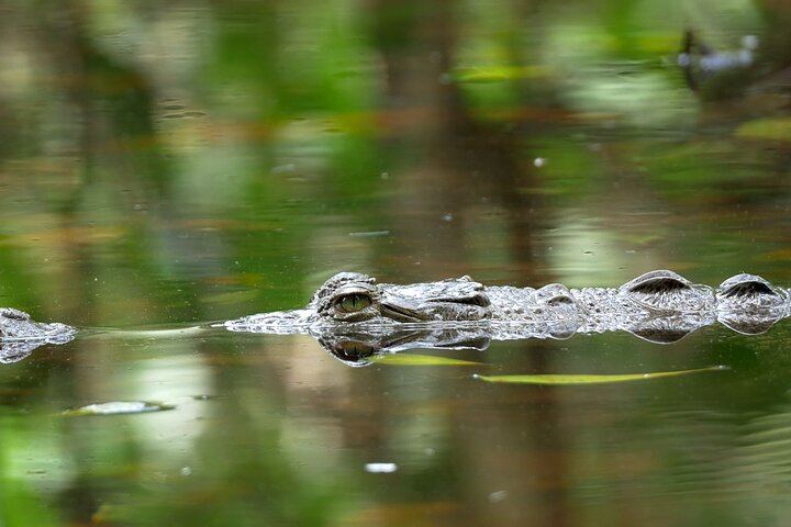 Alligator Sighting