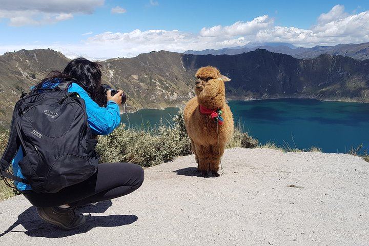 Alpaca in Quilotoa Lagoon
