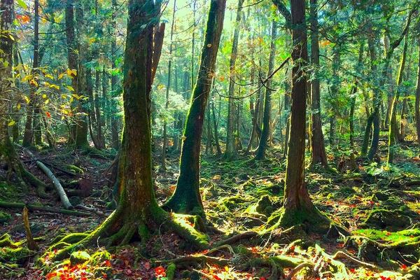 Mt. Fuji Ice Cave in Aokigahara: No Lights, No Handrails