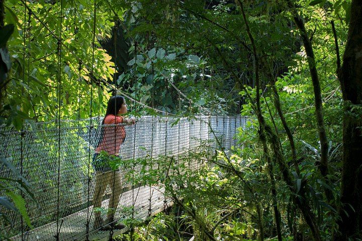Arenal Bridges