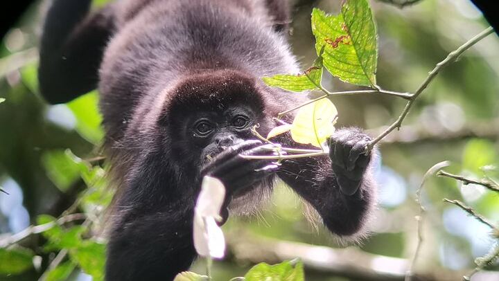 Arenal Hanging Bridges and La Fortuna Waterfall Combo Tour