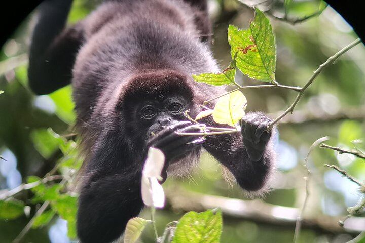 Arenal Hanging Bridges and La Fortuna Waterfall Combo Tour