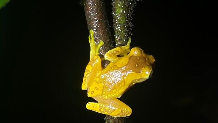 Arenal Night Hike - Snakes, Frogs & Wildlife