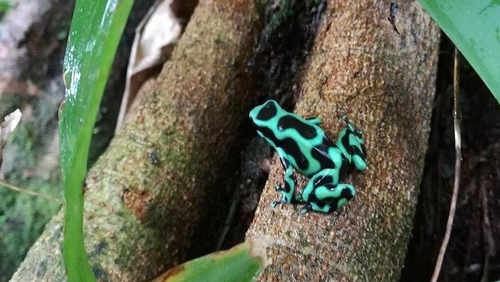Arenal Night Hike - Snakes, Frogs & Wildlife