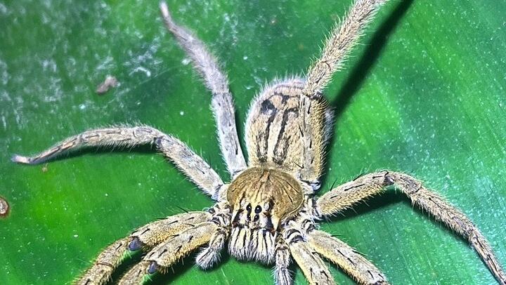 Arenal Night Hike - Snakes, Frogs & Wildlife