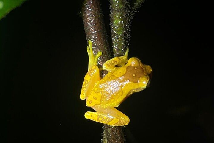 Arenal Night Hike - Snakes, Frogs & Wildlife