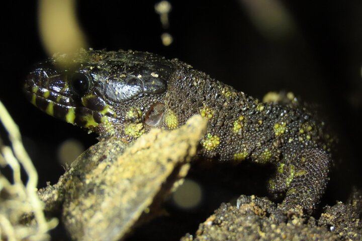 Arenal Night Hike - Snakes, Frogs & Wildlife