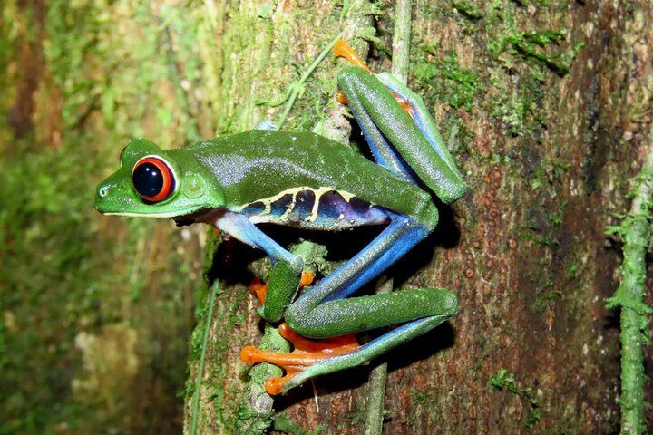 Arenal Night Hike - Snakes, Frogs & Wildlife