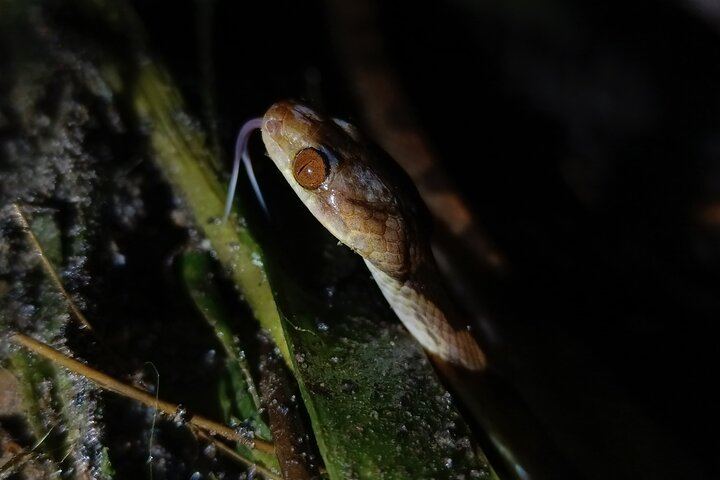 Arenal Night Hike - Snakes, Frogs & Wildlife
