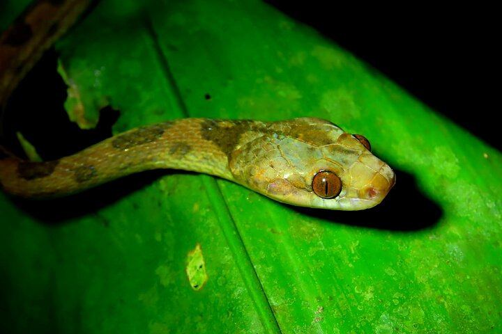Arenal Night Hike - Snakes, Frogs & Wildlife