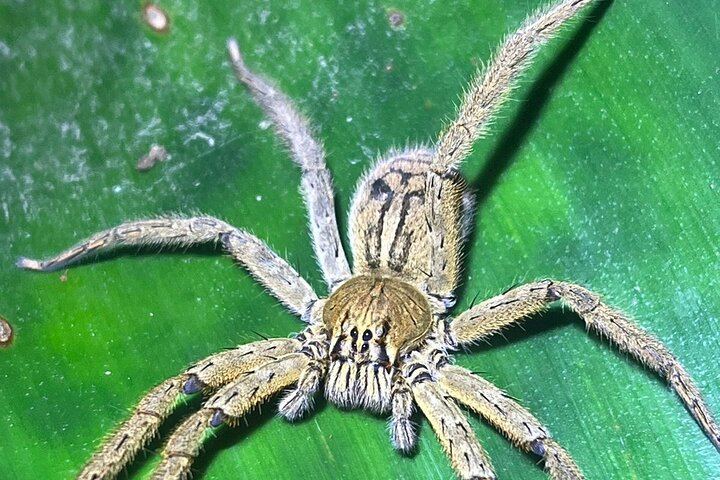 Arenal Night Hike - Snakes, Frogs & Wildlife