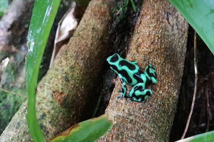 Arenal Night Hike - Snakes, Frogs & Wildlife