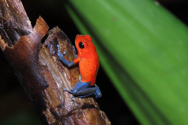 Arenal Night Hike - Snakes, Frogs & Wildlife