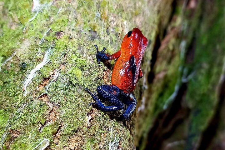 Arenal Night Hike - Snakes, Frogs & Wildlife