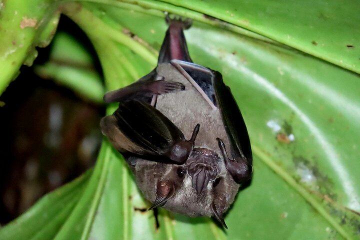 Arenal Night Hike - Snakes, Frogs & Wildlife