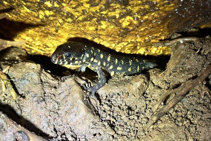 Arenal Night Hike - Snakes, Frogs & Wildlife