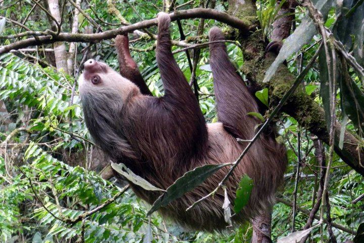 Arenal Volcano, La Fortuna Waterfall, Hot Springs Combo Tour with Lunch & Dinner