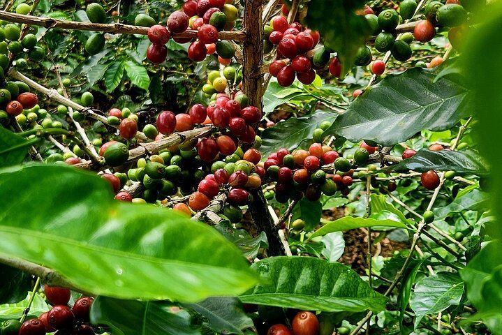 At Coffee Plantation ☕️