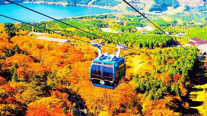 Autumn leaves