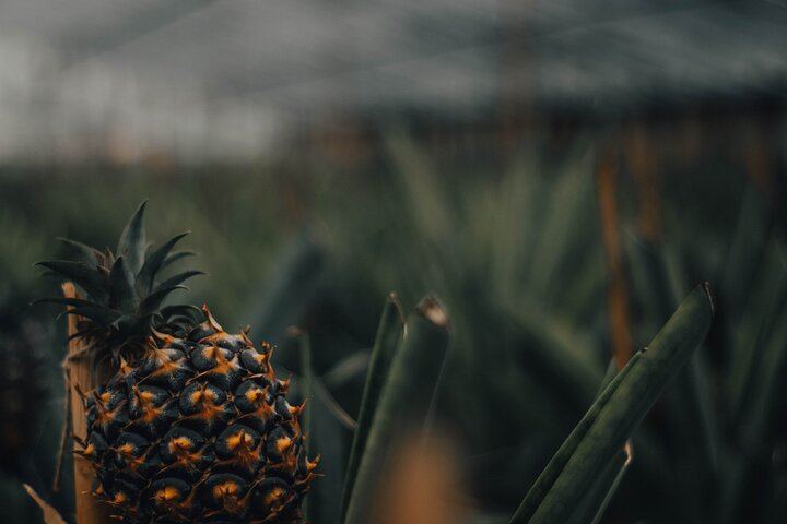 azorean pineapple