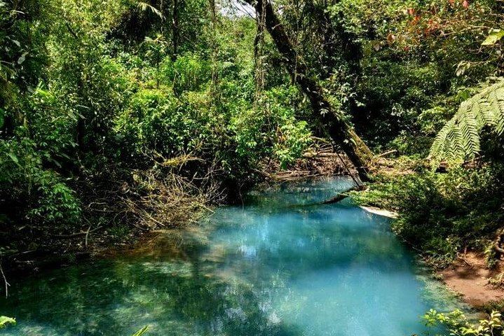 Blue Jungle