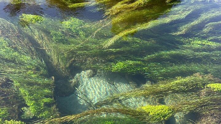Blue Springs