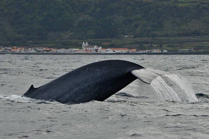 Blue Whale diving