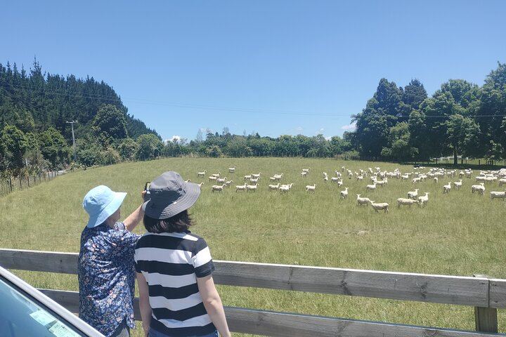 Boutique tour , Mt Maunganui, NZ farm, Rotorua lakes/geothermal