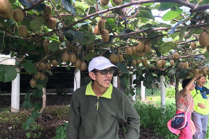 Boutique tour , Mt Maunganui, NZ farm, Rotorua lakes/geothermal