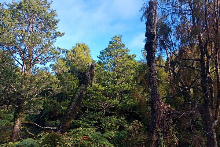 Boutique tour , Mt Maunganui, NZ farm, Rotorua lakes/geothermal