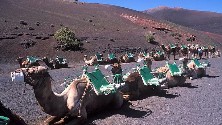 Camel Ride