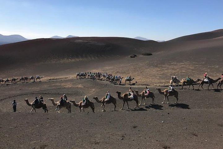 Camel Tour