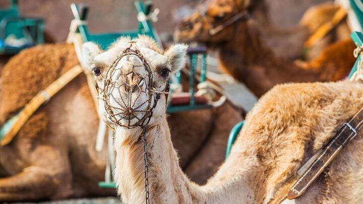 Camel Ride