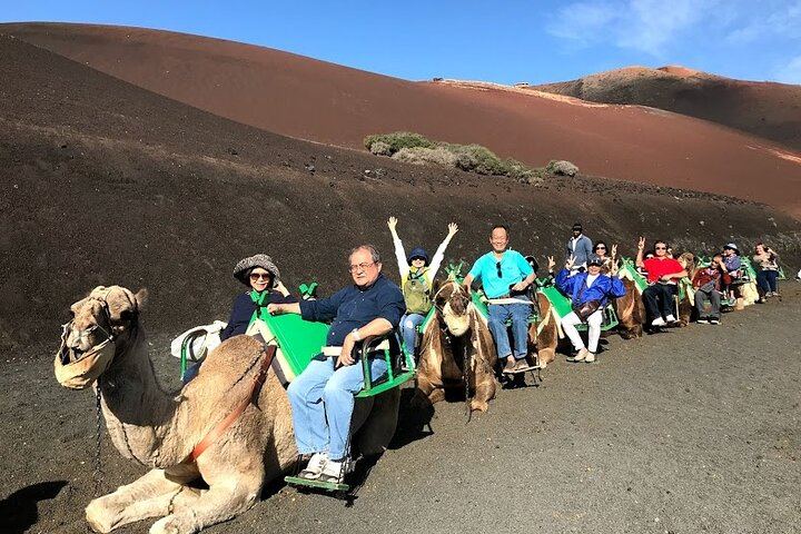 camels