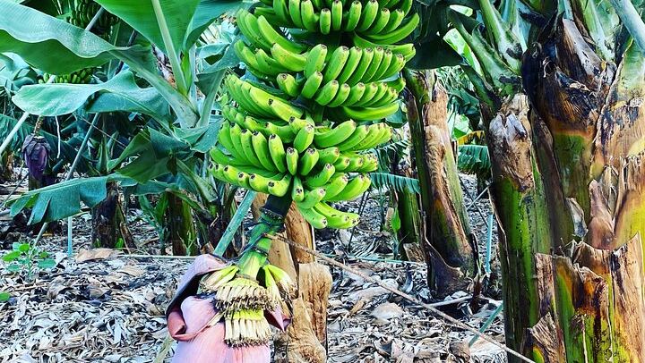 Canarian banana