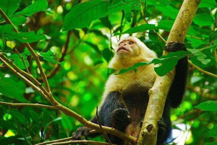 Capuchin Monkey - Rincon de la Vieja National Park - Native's Way Costa Rica Tours & Packages