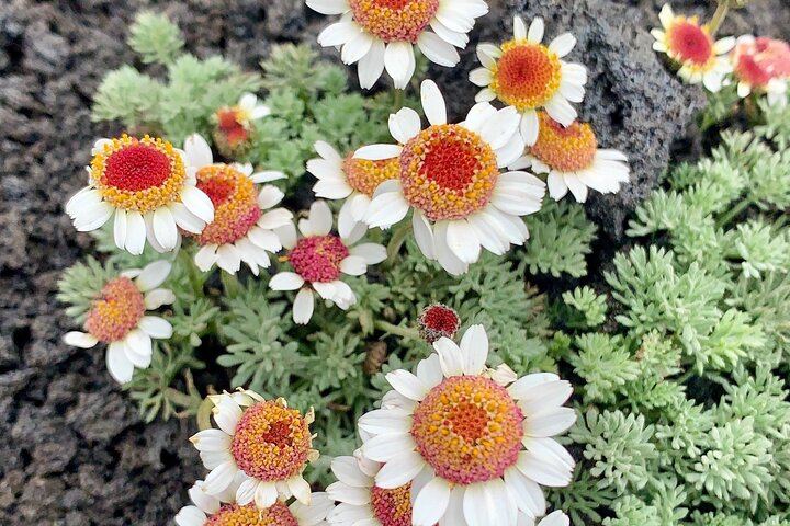 Chamomile of Etna